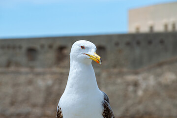 Naklejka premium Seagulls on La Caleta beach in city center in Cadiz, Spain on April 30, 2023