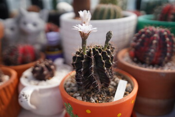 cactus in a pot
