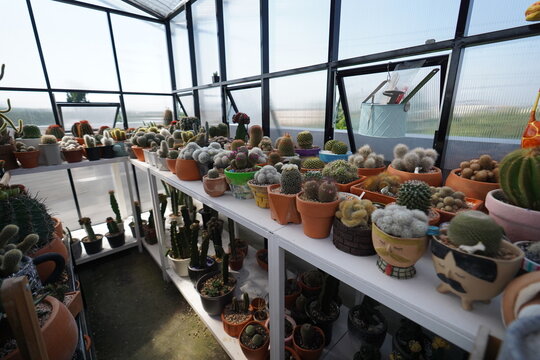 Castus in a greenhouse 