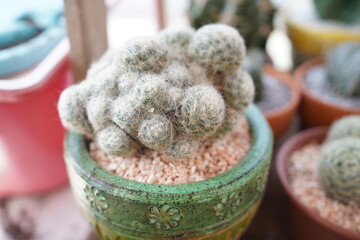cactus in a pot
