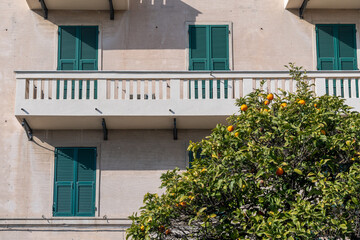Fototapeta na wymiar An orange tree full of fruits in front of a palace with closed shutters and a balcony, Liguria, Italy