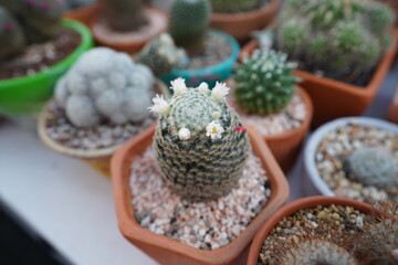 cactus in a pot