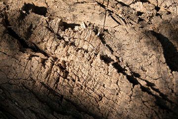 
bark