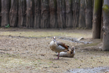 A brightly colored large bird Nile Goose - Alopochen aegyptiaca