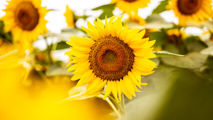 Sunflower growing in a field of sunflowers during a nice sunny summer day.