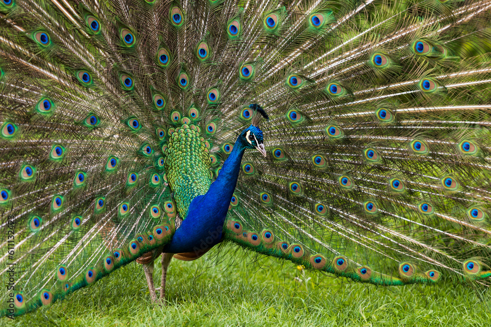 Wall mural Beautiful colorful peacock bird. The peacock has an outstretched tail. There are colored eyes on the tail.