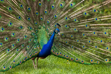 Obraz premium Beautiful colorful peacock bird. The peacock has an outstretched tail. There are colored eyes on the tail.