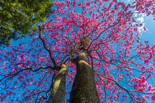 (Handroanthus heptaphyllus) Close up of beautiful Pink Trumpet Tree , Tabebuia rosea in full bloom. Ip&ecirc; rosa,pink ip&ecirc;. Bras&iacute;lia DF