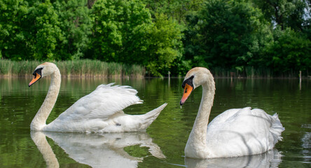 white swans on a pond on a clear day