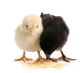 Obraz premium Cute little chicks on white background