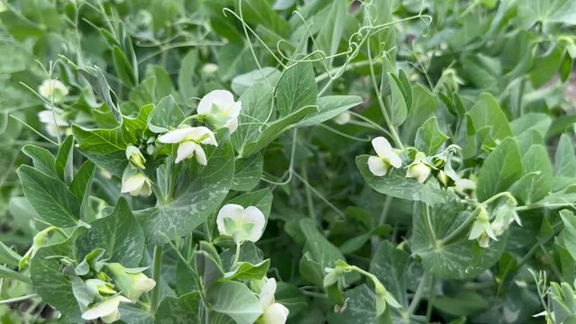 Green pea leaves and white flowers close-up growing in an agriculture field. A field of young green peas.