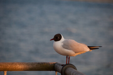  Die Lachmöwe in Heringsdorf	