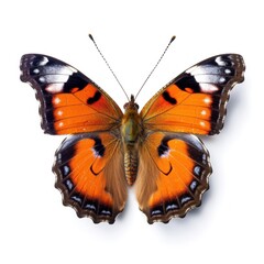 Fototapeta na wymiar Tropical butterfly isolated. Illustration AI Generative.