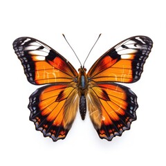 Fototapeta premium Tropical butterfly isolated. Illustration AI Generative.