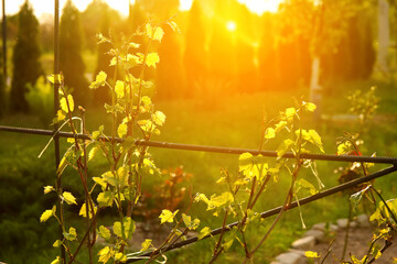 In a vibrant vineyard, a ripe green grape plant thrives, showcasing its natural growth and sweetness. The luscious green grapes hang from the vine, promising a delectable taste. Sunny flare