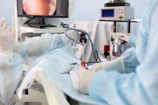 A veterinarian assistant holds an endoscopic instrument during an operation on a pet. In surgery, a team of veterinarians perform endoscopic surgery on a pet.