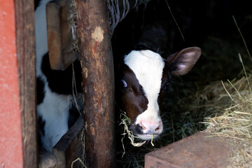 A curious and hungry baby calf is portrayed in a barn, its focus on eating hay. The brown chocolate-colored calf stands with an expression that seems either surprised or scared