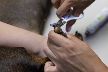 Close-up of a dog's nail trimming by a veterinarian. The veterinarian holds the dog's bast shoes...