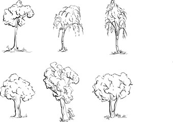 A set of tree sketches. Vector illustration of trees.