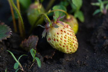 Close up photo of strawberries in evening light.