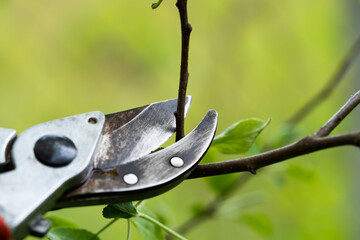 Gardener pruning trees with pruning shears on nature background.