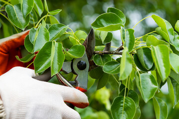 Gardener pruning trees with pruning shears on nature background.
