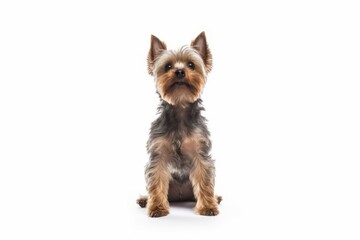 Medium shot portrait photography of a funny yorkshire terrier standing on hind legs against a white background. With generative AI technology