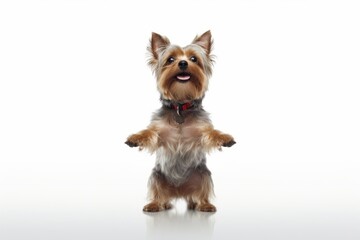 Medium shot portrait photography of a funny yorkshire terrier standing on hind legs against a white background. With generative AI technology
