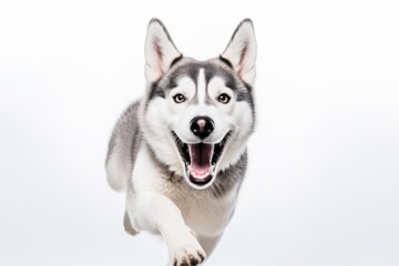 Lifestyle portrait photography of a smiling siberian husky swinging against a white background. With generative AI technology