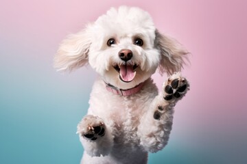 Lifestyle portrait photography of a smiling poodle having a paw print against a pastel or soft...