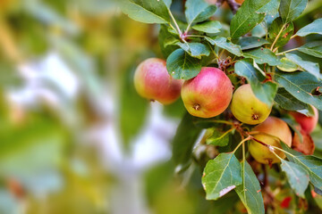 Garden, apple and red fruit on tree or branch with leaves, green plant and agriculture or sustainable farm. Nature, apples and healthy food from farming, plants and natural fiber for nutrition