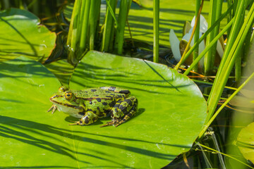 Wasserfrosch auf Teichblatt