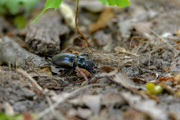 Lucanus cervus beetle in natural habitat, crawling on the ground. Macro photo of a large beetle crawling around branches and leaves.