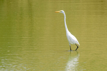 Garza blanca
Egretta alba o Ardea alba
en La Lengua de Barbarie, Senegal
SENEGAL