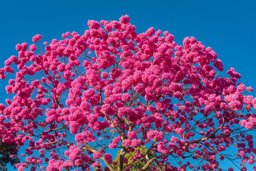 Details of the beautiful Pink Trumpet Tree (Handroanthus heptaphyllus) , Tabebuia pink in full bloom. Brazilian ipê tree in Brasília city