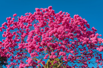 Details of the beautiful Pink Trumpet Tree (Handroanthus heptaphyllus) , Tabebuia pink in full...