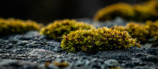 moss on a rock
