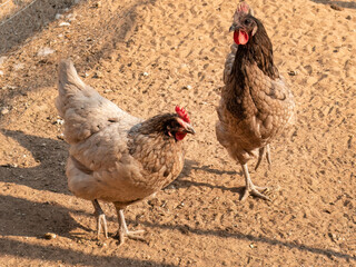 Feathered Friends: Two Chickens in a Free-Range Run