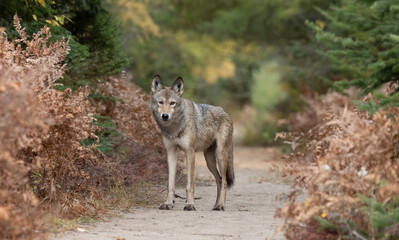 Naklejka na ściany i meble Majestic Algonquin Wolf, Canis lupus. Captivating Beauty on Northern Ontario's Hiking Trail. Wildlife Photography