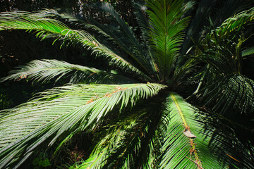 Fern palm sago palm Cycas revoluta leaves close up shot in sun. Cycas or cycad palm leaves green...