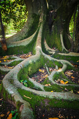 Exotic tree Ficus macrophylla Australian banyan fig tree trunk and buttress roots close up....