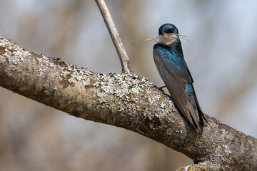 Tree Swallow