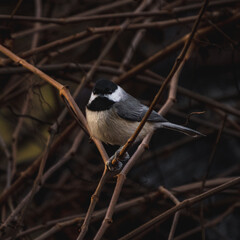Obraz premium Black-capped chickadee
