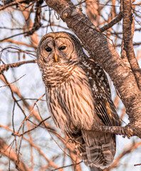 Barred Owl at sunrise