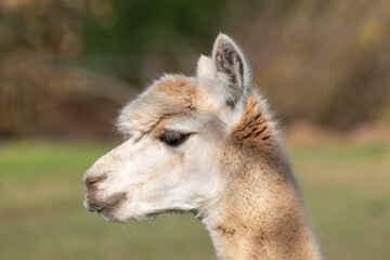 Photograph of the head of an adult Alpaca standing in a field on the South Island of New Zealand
