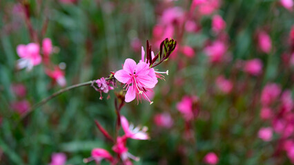 Pink gaura flowers in the garden