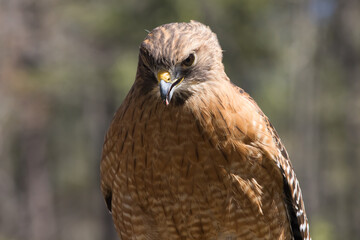 Red tailed hawk in the sunshine