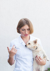 a young girl veterinarian is preparing to give a vaccine to a dog, a chihuahua