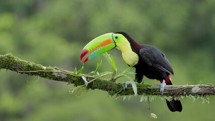 keel-billed toucan wipes its beak on a branch - obrazy, fototapety, plakaty