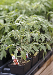 Young Bush tomato plant ready for planting in the soil